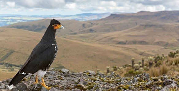 Ruta de las Aves - Avistamiento